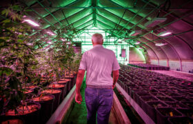 Les producteurs de chanvre affirment que les dispositions du projet de loi mettant fin à la fermeture vont décimer leur industrie