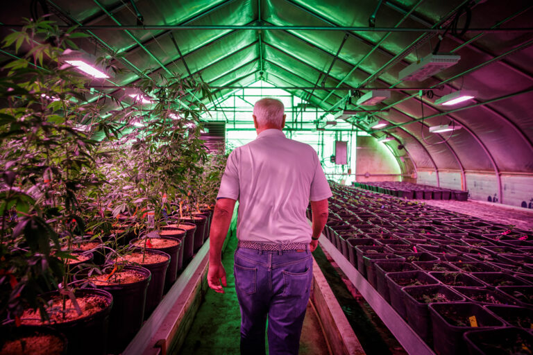 Les producteurs de chanvre affirment que les dispositions du projet de loi mettant fin à la fermeture vont décimer leur industrie