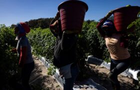 Les ouvriers agricoles de Floride exposés à une chaleur torride et à des pesticides