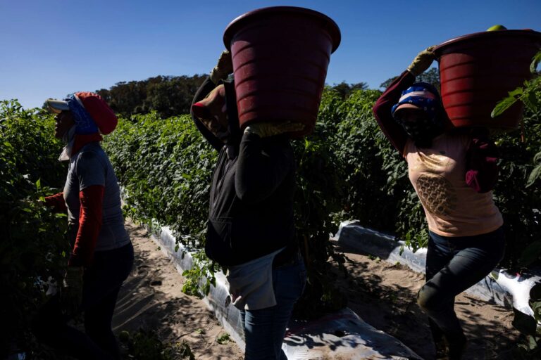 Les ouvriers agricoles de Floride exposés à une chaleur torride et à des pesticides