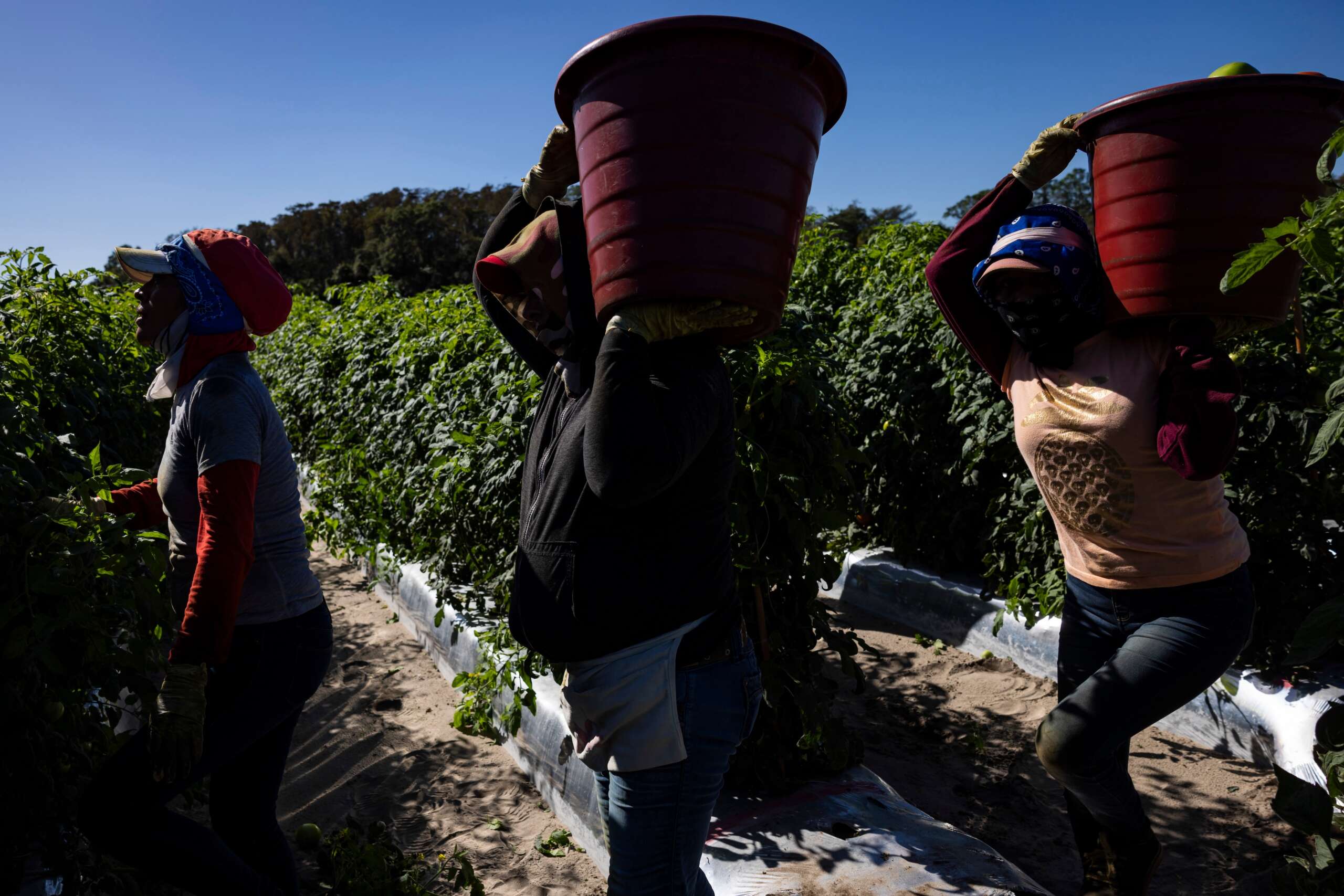 Les ouvriers agricoles de Floride exposés à une chaleur torride et à des pesticides