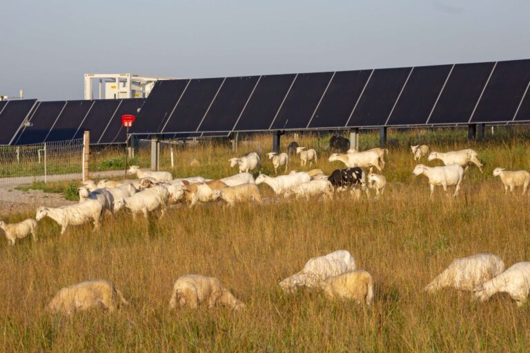 L’administrateur Trump vient de tuer un programme populaire d’énergies renouvelables